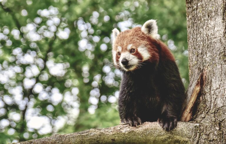 jocuri cu panda